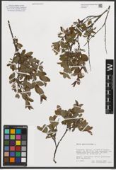 Foto von Salix myrtilloides L.